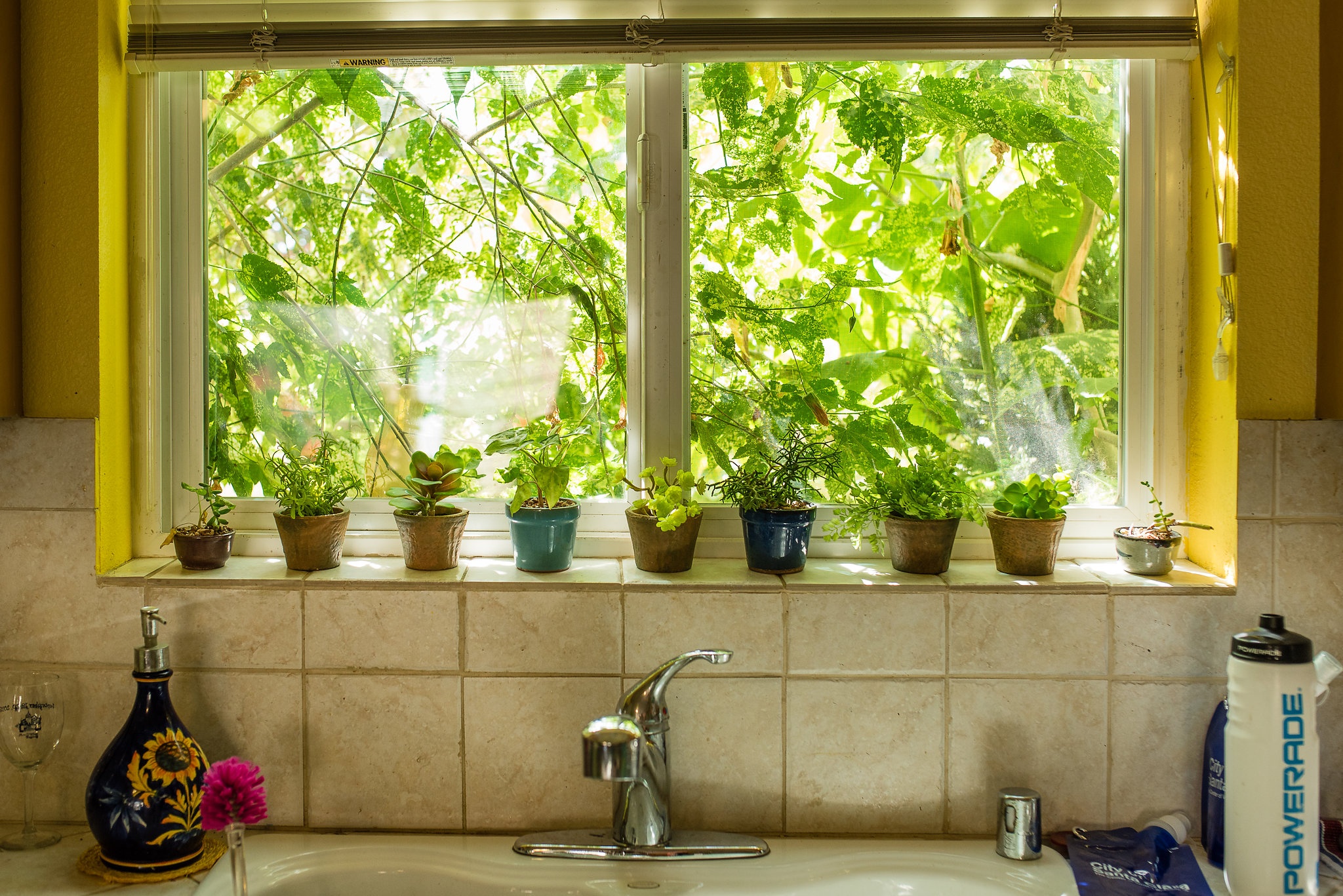 Plants on a window sill